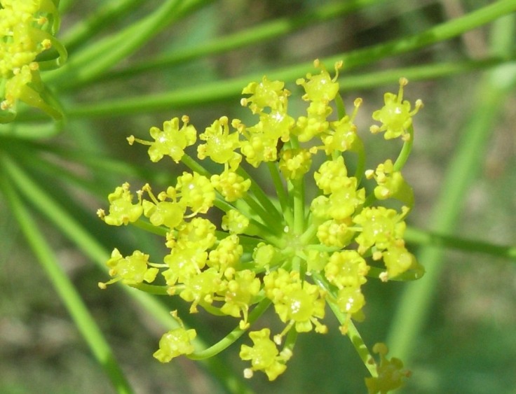 Ridolfia segetum / Aneto puzzolente